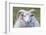 Foula Sheep on the Island of Foula. Shetland Islands, Scotland-Martin Zwick-Framed Photographic Print