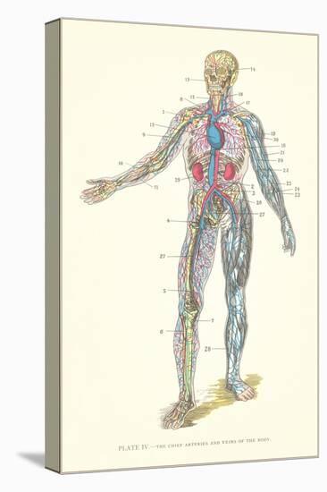 Stretched Canvas Print, , large
