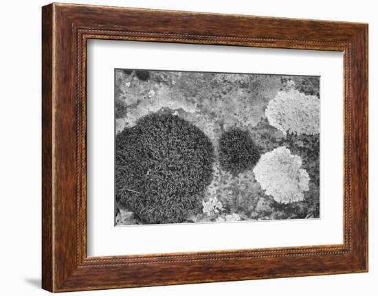 Found Textures XIX-Jason Johnson-Framed Photographic Print