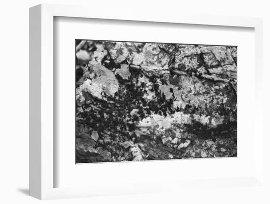 Found Textures XX-Jason Johnson-Framed Photographic Print