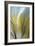 Fountain Grass III-James Burghardt-Framed Art Print