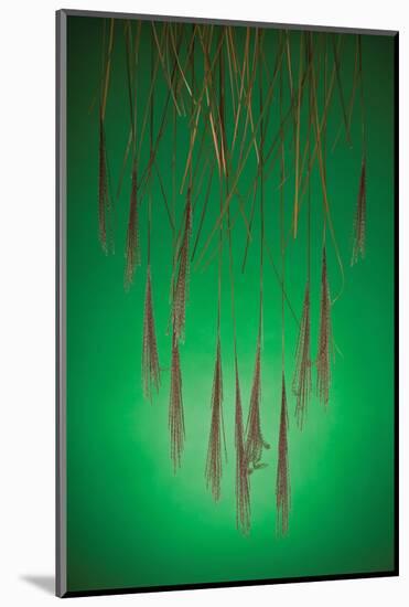 Fountain Grass In Green-Steve Gadomski-Mounted Photographic Print
