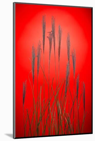 Fountain Grass In Red-Steve Gadomski-Mounted Photographic Print