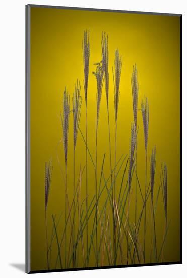 Fountain Grass In Yellow Number 2-Steve Gadomski-Mounted Photographic Print