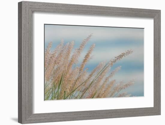 Fountain Grass-Don Paulson-Framed Giclee Print