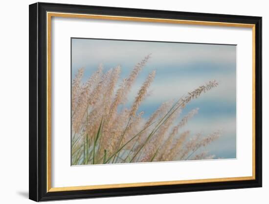 Fountain Grass-Don Paulson-Framed Giclee Print