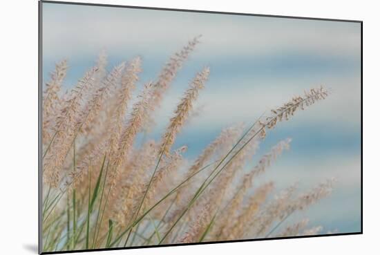 Fountain Grass-Don Paulson-Mounted Giclee Print