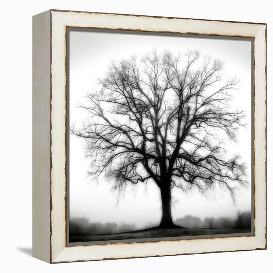 Fountain Oak-Jamie Cook-Framed Premier Image Canvas