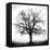 Fountain Oak-Jamie Cook-Framed Premier Image Canvas