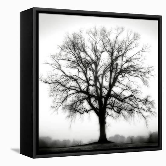 Fountain Oak-Jamie Cook-Framed Premier Image Canvas