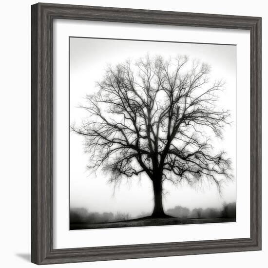 Fountain Oak-Jamie Cook-Framed Giclee Print