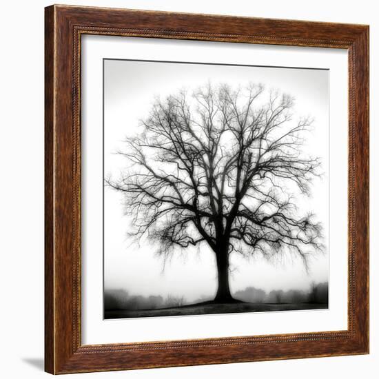 Fountain Oak-Jamie Cook-Framed Giclee Print