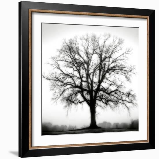 Fountain Oak-Jamie Cook-Framed Giclee Print