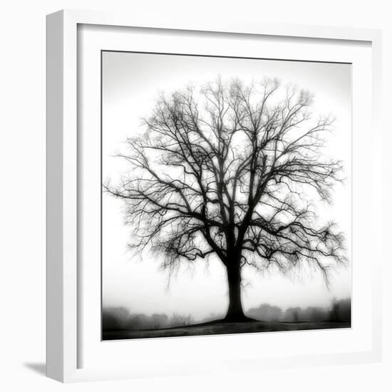 Fountain Oak-Jamie Cook-Framed Giclee Print