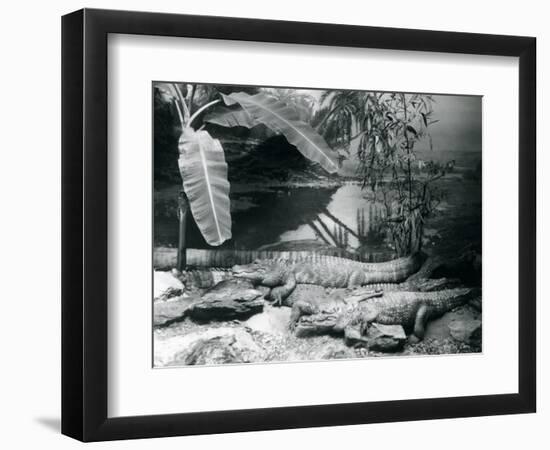 Four Alligators, in a Panorama Setting with a Banana Tree, at London Zoo in 1929 (B/W Photo)-Frederick William Bond-Framed Giclee Print