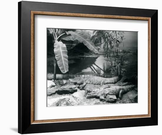 Four Alligators, in a Panorama Setting with a Banana Tree, at London Zoo in 1929 (B/W Photo)-Frederick William Bond-Framed Giclee Print