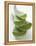 Four Aloe Vera Leaves, in a Pile-null-Framed Premier Image Canvas