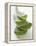 Four Aloe Vera Leaves, in a Pile-null-Framed Premier Image Canvas