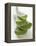 Four Aloe Vera Leaves, in a Pile-null-Framed Premier Image Canvas