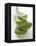 Four Aloe Vera Leaves, in a Pile-null-Framed Premier Image Canvas