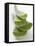 Four Aloe Vera Leaves, in a Pile-null-Framed Premier Image Canvas