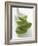 Four Aloe Vera Leaves, in a Pile-null-Framed Photographic Print