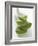 Four Aloe Vera Leaves, in a Pile-null-Framed Photographic Print