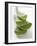 Four Aloe Vera Leaves, in a Pile-null-Framed Photographic Print