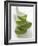 Four Aloe Vera Leaves, in a Pile-null-Framed Photographic Print