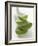 Four Aloe Vera Leaves, in a Pile-null-Framed Photographic Print