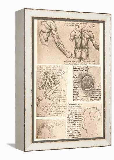 Four anatomical drawings, c1472-c1519 (1883)-Leonardo Da Vinci-Framed Premier Image Canvas