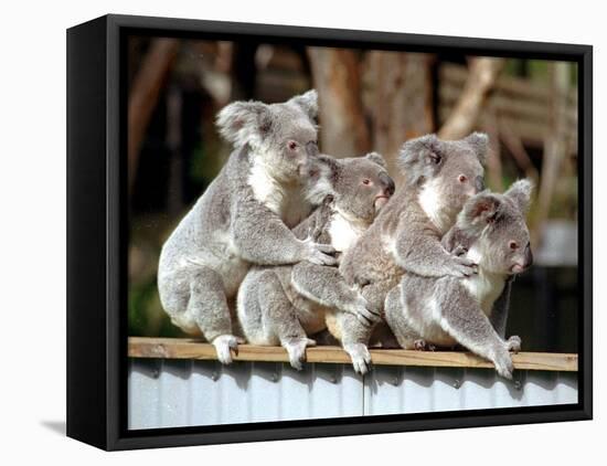 Four Australian Koalas are Shown on a Fence at Dreamworld on Queensland's Gold Coast-null-Framed Premier Image Canvas