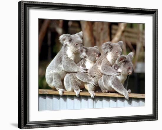 Four Australian Koalas are Shown on a Fence at Dreamworld on Queensland's Gold Coast-null-Framed Photographic Print