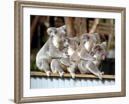 Four Australian Koalas are Shown on a Fence at Dreamworld on Queensland's Gold Coast-null-Framed Photographic Print