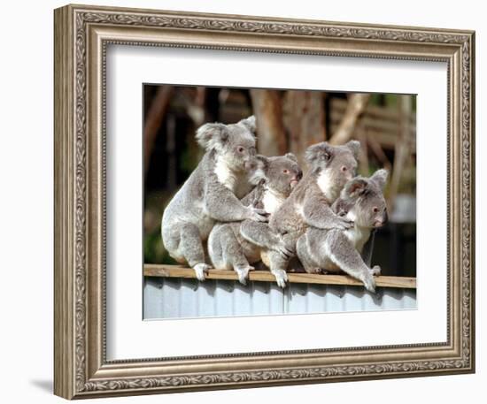 Four Australian Koalas are Shown on a Fence at Dreamworld on Queensland's Gold Coast-null-Framed Photographic Print