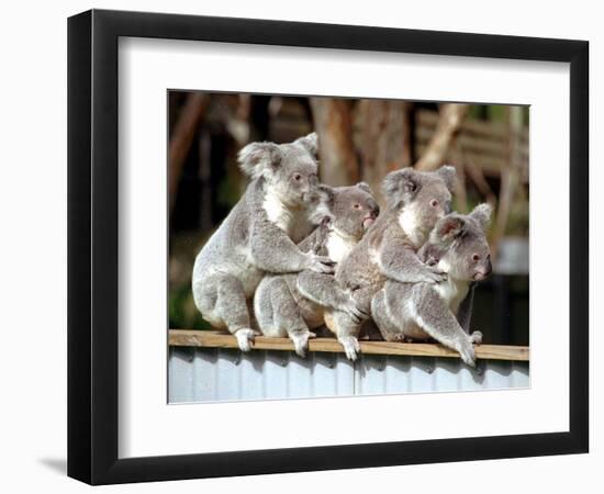 Four Australian Koalas are Shown on a Fence at Dreamworld on Queensland's Gold Coast-null-Framed Photographic Print