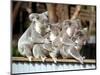 Four Australian Koalas are Shown on a Fence at Dreamworld on Queensland's Gold Coast-null-Mounted Photographic Print