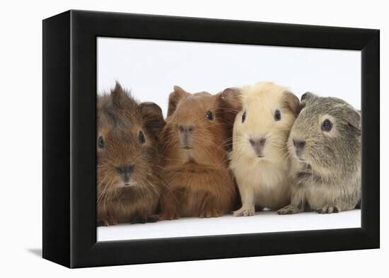 Four Baby Guinea Pigs, Each a Different Colour-Mark Taylor-Framed Premier Image Canvas