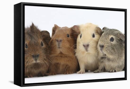 Four Baby Guinea Pigs, Each a Different Colour-Mark Taylor-Framed Premier Image Canvas