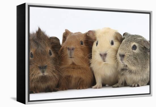 Four Baby Guinea Pigs, Each a Different Colour-Mark Taylor-Framed Premier Image Canvas