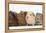 Four Baby Guinea Pigs, Each a Different Colour-Mark Taylor-Framed Premier Image Canvas
