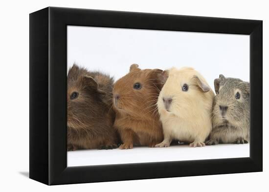 Four Baby Guinea Pigs, Each a Different Colour-Mark Taylor-Framed Premier Image Canvas