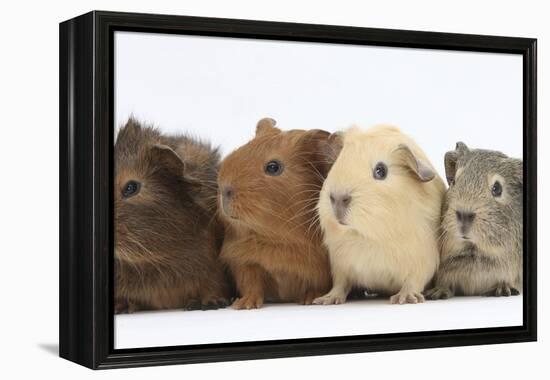 Four Baby Guinea Pigs, Each a Different Colour-Mark Taylor-Framed Premier Image Canvas