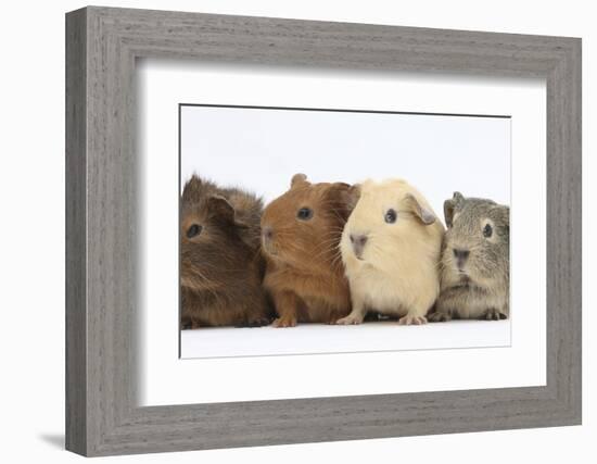 Four Baby Guinea Pigs, Each a Different Colour-Mark Taylor-Framed Photographic Print