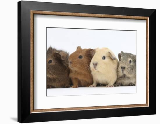 Four Baby Guinea Pigs, Each a Different Colour-Mark Taylor-Framed Photographic Print