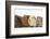 Four Baby Guinea Pigs, Each a Different Colour-Mark Taylor-Framed Photographic Print