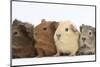 Four Baby Guinea Pigs, Each a Different Colour-Mark Taylor-Mounted Photographic Print