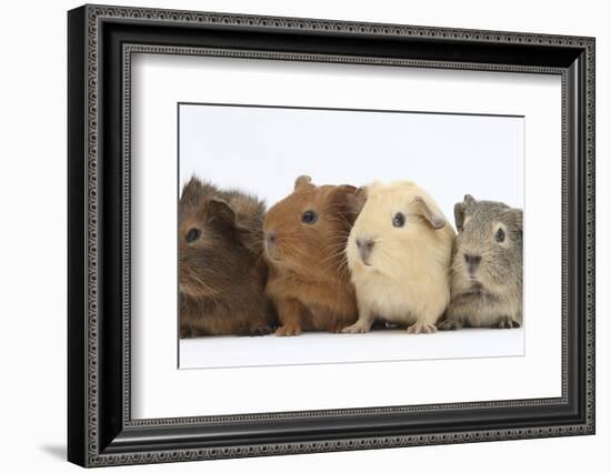 Four Baby Guinea Pigs, Each a Different Colour-Mark Taylor-Framed Photographic Print