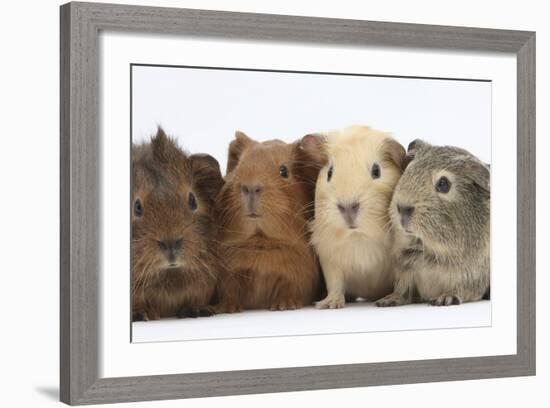 Four Baby Guinea Pigs, Each a Different Colour-Mark Taylor-Framed Photographic Print