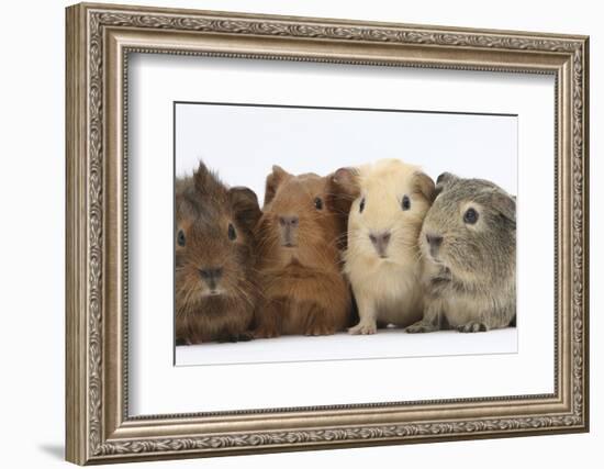 Four Baby Guinea Pigs, Each a Different Colour-Mark Taylor-Framed Photographic Print